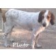 Pluto2-ist ein wunderschöner Griffon-Mix!!!, Griffon-Mix - Rüde