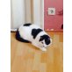 Pochi, Pochi, Rettung in letzter Sekunde - Kater