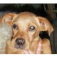 Pocho sucht Familie zum kuscheln, Mischling Welpen - Rüde