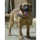 Pocho, toller Schäferhund Doggen Mix - Rüde