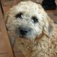 Pocholo ist ein lustiger, lebhafter Junghund, Perro dAgua (Mix) - Rüde