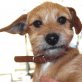 Pocker ist ein süßes Hundekind, Mischling Welpen - Rüde