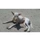 Podenca Mix Lovely sucht IHR Zuhause - Hündin