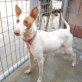 Podenco Andaluz - Hündin