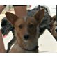 Podenco-Mix - Hündin