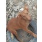 Podenco Mix - Hündin