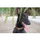 Podenco-Schäferhund-Mix, Blacky, geb. 25.01.2014, 72 cm groß - Rüde
