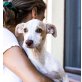 Podi-Mädchen - BLANQUITA-, Podenco Andaluz Welpen - Hündin