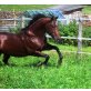 Podoco Bueno King, Quarter Horse - Hengst
