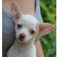 Pöpet, Chihuahua Mischling - Rüde