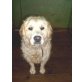 Pogy, Retriever-Mischling - Hündin
