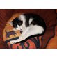 Pointy, Tierschutz - Kater