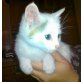 Pointy, hübsch & süß sucht Zuhause  - Katze