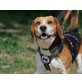 Poirot, Beagle - Rüde