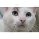 Pokemon, Schmusekater - Kater