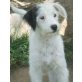 Polar, Polar, Engelchen mit Hundeschnauze - Hündin