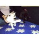 Poldi, 1 EKH-PERSERMISCHLINGSKATER - Kater