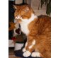 Poldi, Britisch Kurzhaarkatze - Kater