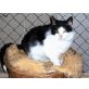 Poldi, Hauskatzen - Kater