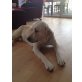 Poldi, Labrador Retriever - Rüde