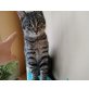 Poldi, Mix - Kater