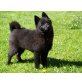 Poldi, Schipperke Welpen - Rüde