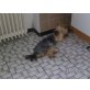 Poldi, Yorkshire Terrier - Rüde