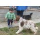 Poldo, Lagotto Romagnolo Mix - Rüde