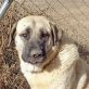 Polet ein Hund mit tadellosem Charakter, Mastin Espanol - Hündin