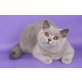 Polina, Britisch Kurzhaarkatze - Katze