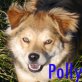 Polina, Welsh-Corgi-Mix - Hündin