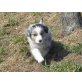 Pollux - Australian Shepherd Welpe Rüde, Australian Shepherd Dog Welpen - Rüde
