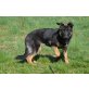 Polly, Deutscher Schäferhund Welpen - Hündin