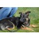 Polly, Deutscher Schäferhund Welpen - Hündin
