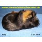 Polly, English Crested - weiblich