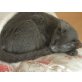 Polly, Europäische Kurzhaarkatze - Katze