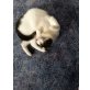 Polly, Europäische Kurzhaarkatze - Katze