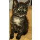 Polly, Mischling - Katze