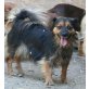 Polly, Pinscher-Mischlings-Hündin in Ungarn - Hündin