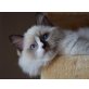 Polly, Ragdoll - Katze