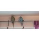 Polly/Ruffy, Halsbandsittich - weiblich