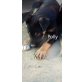 Polly, sucht liebevolles Zuhause - Hündin