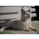Pom und Felix, Hauskatze - Kater
