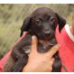 Poma, Labrador Mischling Welpen - Hündin