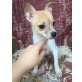 Pomchi Rüde KH - Rüde