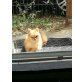 Pomeranian BOO - Rüde