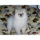 Pomeranian - Rüde