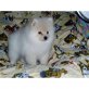 Pomeranian Welpen - Rüde