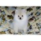 Pomeranian Welpen - Rüde