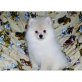 Pomeranian Welpen - Rüde